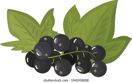 Una rama de cordón negra madura, aislada en un fondo blanco. Hermosas bayas jugosas. Elemento de diseño de utensilios de cocina. Ilustración del vector