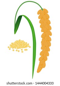 A branch of ripe foxtail millet and millet groats on a white.