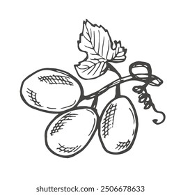 Branch of ripe grapes hand engraving. Grapevine with berries and leaf clip art. Hand drawn ink sketch of grape bunch