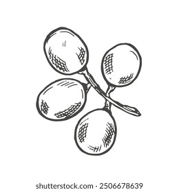 Branch of ripe grapes hand engraving. Grapevine with berries and leaf clip art. Hand drawn ink sketch of grape bunch