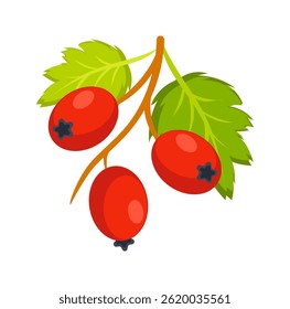 Branch with ripe hawthorn berries and green leaves growing in nature