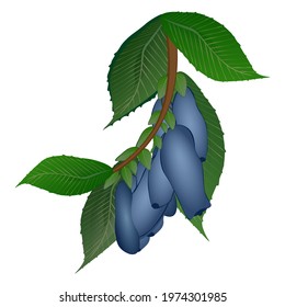 A branch of ripe honeysuckle with leaves. Vector illustration.