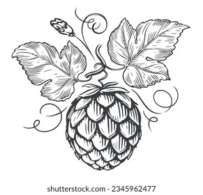 Branch with ripe hop cone and leaves. Food ingredient sketch. Plant vintage vector illustration