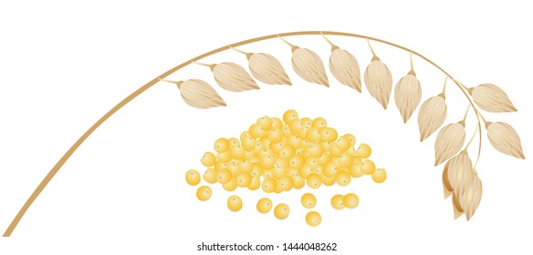 A branch of ripe millet and millet groats on a white.