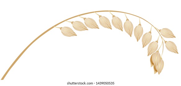 A branch of ripe millet on a white background.