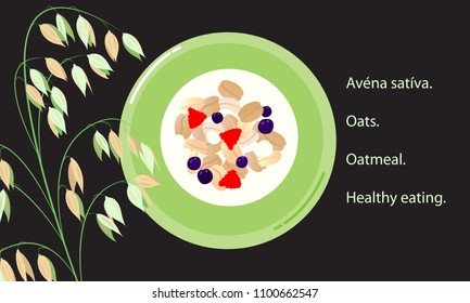 Branch of ripe oats. A plate of oatmeal with milk and berries. Inscriptions in the Latin alphabet. Healthy food for children of adults.