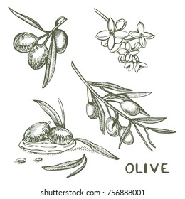 A branch of ripe olives is juicy poured with oil. Farmers market menu design. Organic food poster. Vintage hand drawn sketch vector illustration. Linear graphic.