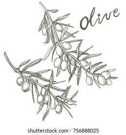 A branch of ripe olives is juicy poured with oil. Farmers market menu design. Organic food poster. Vintage hand drawn sketch vector illustration. Linear graphic.