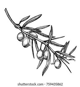A branch of ripe olives is juicy poured with oil. Farmers market menu design. Organic food poster. Vintage hand drawn sketch vector illustration. Linear graphic.