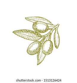 A branch of ripe olives. Organic food poster. Design elements for poster, menu. Vintage hand drawn sketch vector illustration. Linear graphic.