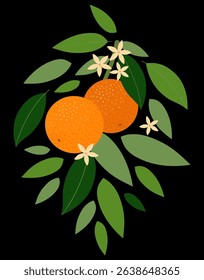 Branch with ripe oranges on black background, poster design, paintings, decor. Tropical vector illustration.