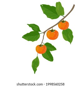 A branch of ripe persimmon vector stock illustration. Close up of fresh kaki. Orange sweet fruit. Banner for Korean Chuseok holiday. Isolated on a white background. Wallpapers