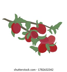 A branch of ripe plum fruits with green leaves. Whole fruits isolated on white background. Vector image. icon for decor, design, covers, infographics. For presentation, poster, banner