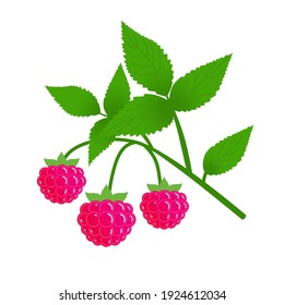 Branch of ripe raspberries with leaves. Vector isolated.