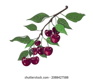 A branch of ripe red cherries with leaves in cartoon style. Fruit. Stock vector illustration isolated on a white background.