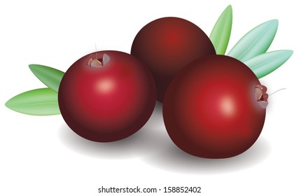 Branch of ripe red cranberries. Vector illustration