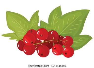 Una rama de raya roja madura, aislada en un fondo blanco. Hermosas bayas jugosas. Elemento de diseño de utensilios de cocina. Ilustración del vector