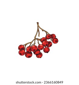 Branch with ripe red rowan berries, vector illustration in sketch style isolated on white background. Hand drawn fall nature element, image in colored engraving. Mountain-ash berries without leaves.