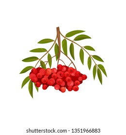 Branch of ripe red rowan on white background.