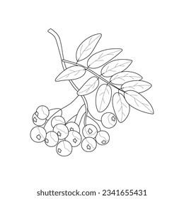 A branch of ripe rowan berries. Black and white vector illustration. Coloring.