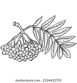 Una rama de bayas de serbal maduras. Tema del otoño acogedor. Ilustración vectorial en estilo de boceto dibujado a mano. Arte de línea aislado en blanco para colorear libro, impresión