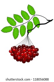 the branch of ripe Rowan with a sheet without background