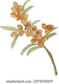 Branch of ripe sea buckthorn berries with leaves, vector