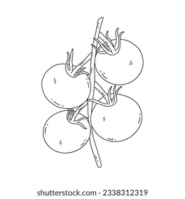 Branch with ripe tomatoes. Fresh vegetables. Black and white vector isolated illustration hand drawn