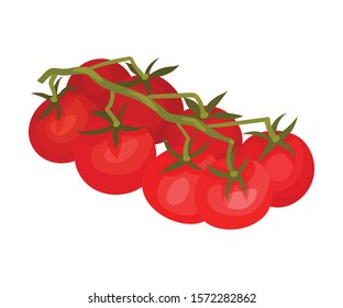 Branch of Ripe Tomatoes. Vector Illustrated Ingredient For Tasty Meal