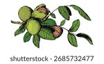 A branch with ripe walnuts. Vector illustration done using color engraving technique. Ingredient for nut butter, oil, and liqueur. Suitable for packaging design. Ink drawing.