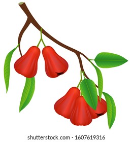 A branch with rose apples and leaves on a white background.