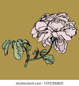 Branch of rose flower. Isolated vector illustration. Vintage style. Hand drawn linear colorful sketch. 