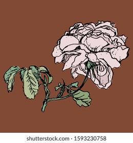 Branch of rose flower. Isolated vector illustration. Vintage style. Hand drawn colorful sketch. 