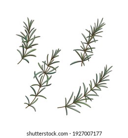 Branch of rosemary. Contour vector illustration.