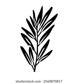 branch of rosemary. Culinary seasonings and spices, hand-drawn. A of sketches in small details. A black outline on a white background. Vector illustration. Seasonings, spices, food additives