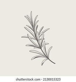 Branch Of Rosemary. Flat Contour Vector Illustration.