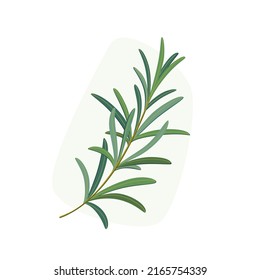 Branch of rosemary. Flat vector colorful illustration.