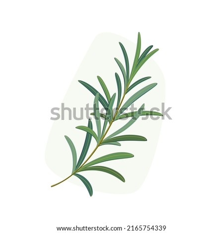 Branch of rosemary. Flat vector colorful illustration.