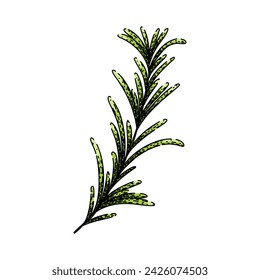 branch rosemary hand drawn. food plant, green fresh, leaf sprig branch rosemary vector sketch. isolated color illustration