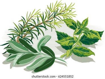 branch of rosemary, sage leaves and a sprig of basil.