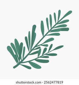 Branch of rosemary vector illustration isolated on white background	