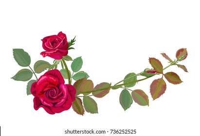 Branch of roses, red flowers and buds, green leaves, bouquet on white background, digital draw illustration in watercolor style, concept for design, vector