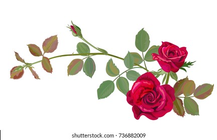 Branch of roses, red flowers and buds, green leaves, bouquet on white background, digital draw illustration in watercolor style, concept for design, vector