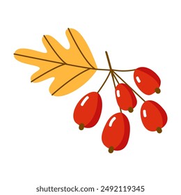 branch of rowan berries with leaves