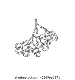 Branch with rowan berries, vector illustration in sketch style isolated on white background. Hand drawn fall nature element, image in engraving. Vintage mountain-ash berries without leaves.