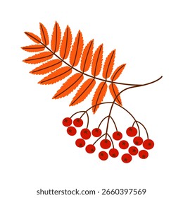 Rama y bayas serranas. Ilustración vectorial en estilo plano. Bosque de otoño.