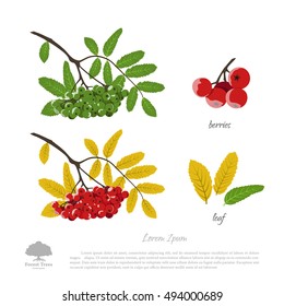Branch of rowan on a white background. Autumn and summer mountain ash. Vector illustration