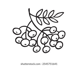 Branch of rowan tree doodle hand drawn icon. Drawing Branch of rowan tree clipart element. Vector illustration