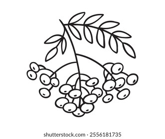 Branch of rowan tree doodle hand drawn icon. Drawing Branch of rowan tree clipart element. Vector illustration