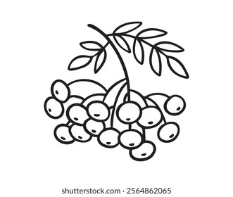 Branch of rowan tree doodle hand drawn icon. Drawing Branch of rowan tree clipart element. Vector illustration